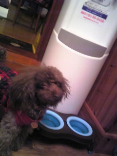 �A�j�[�����