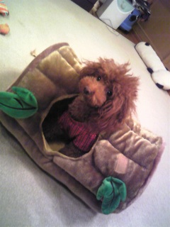 ��D���Ȃ���