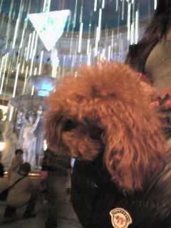 �r�[�i�X�t�H�[�g�Q�K