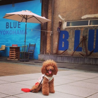 BULE  YOKOHAMA
