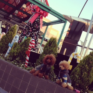 Xmas�c���[