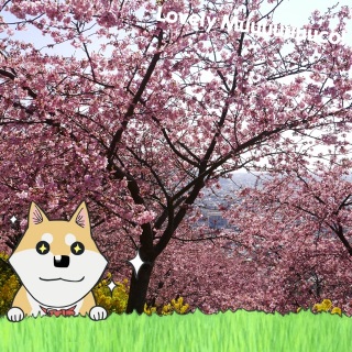 �����牓��