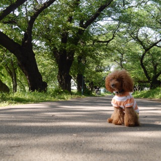 �L�����p�X