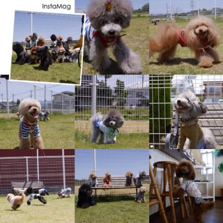 5/19�����炢 �h�b�O�����A�~�[�S��