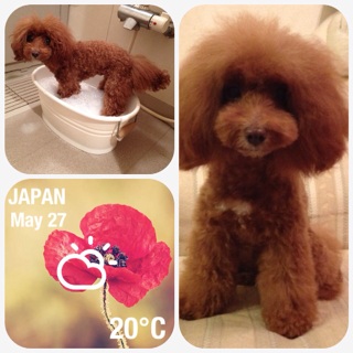 �V�����v�[DAY