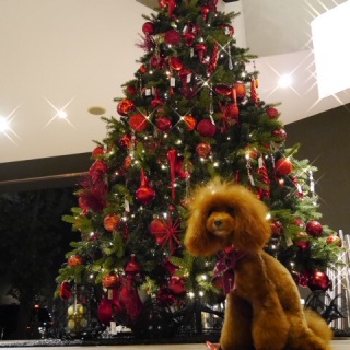 Xmas�c���[