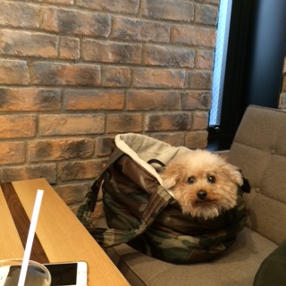 good boy