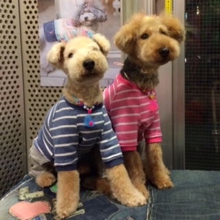 �`���R�A�o�i�i�����