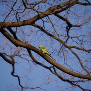 �o�[�h�E�H�b�`���O