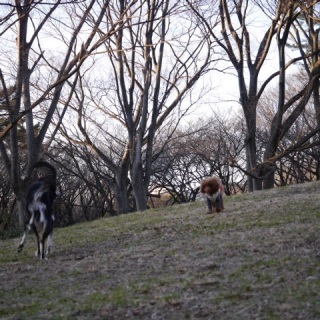 �ǂ������炢���H