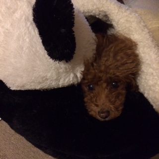 �}�}�������ɂȂ����́H