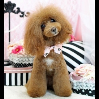 �g���~���O��