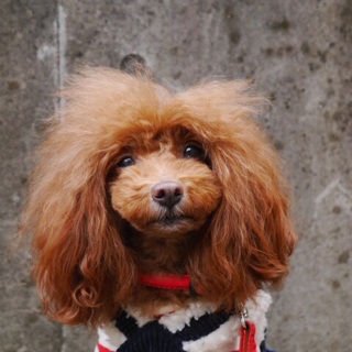 ���̎q�炵��