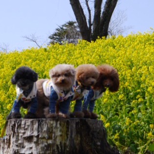 �}�U�[�q��