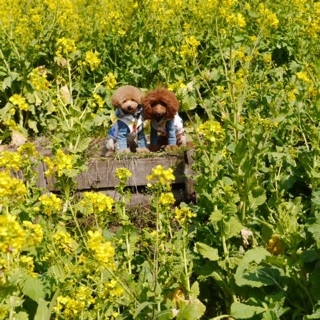 �i�C�X�J�b�v��