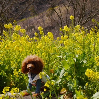 �E�F���f�B