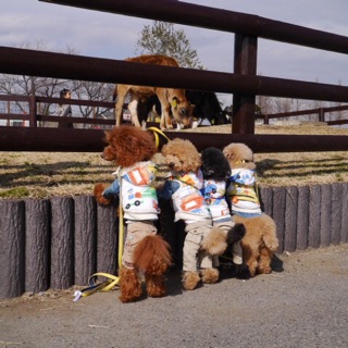 �o�b�N�V���b�g