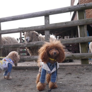 �������Ă܂��B