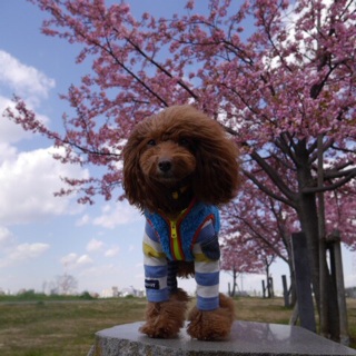 �I�[���o�b�N