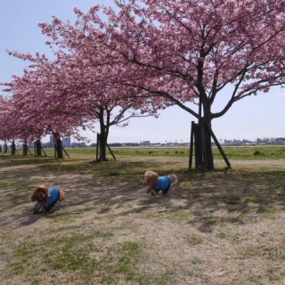 �ǂ���������