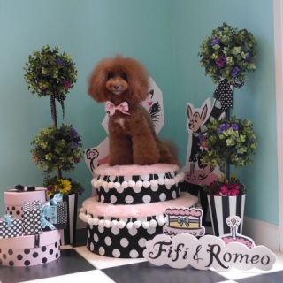 ����(o^^o)